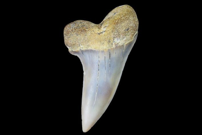 Fossil Shark Tooth (Carcharodon planus) - Bakersfield, CA #178299
